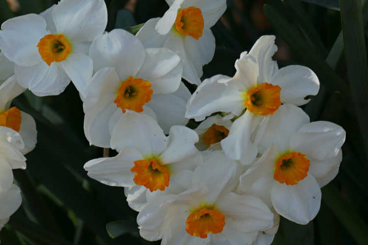 Narcissus 'Geranium' (tazetta daffodil)