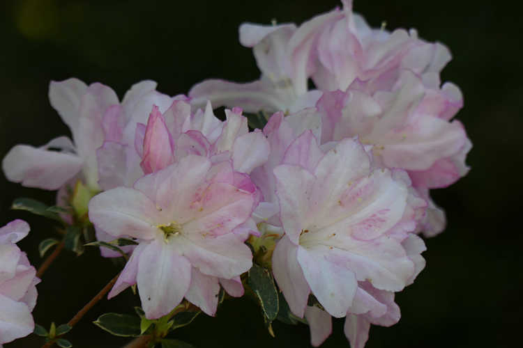 Rhododendron (variegated pink)