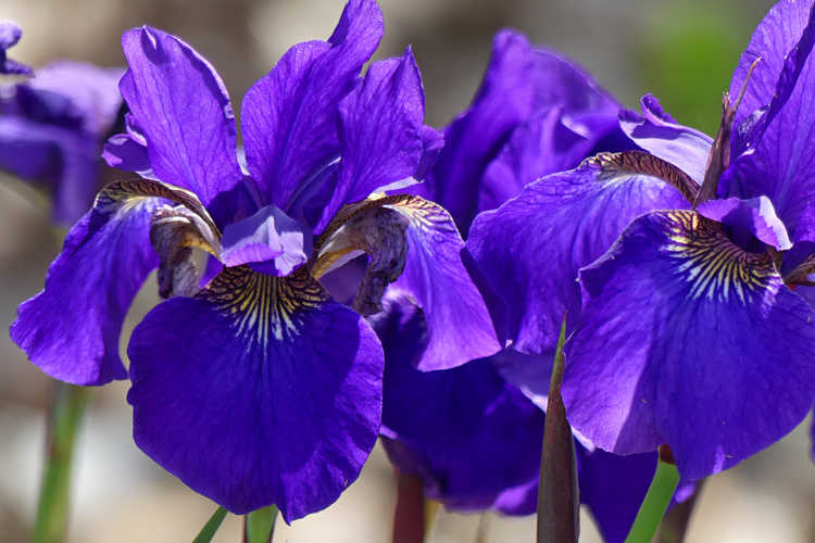 Iris (iris)