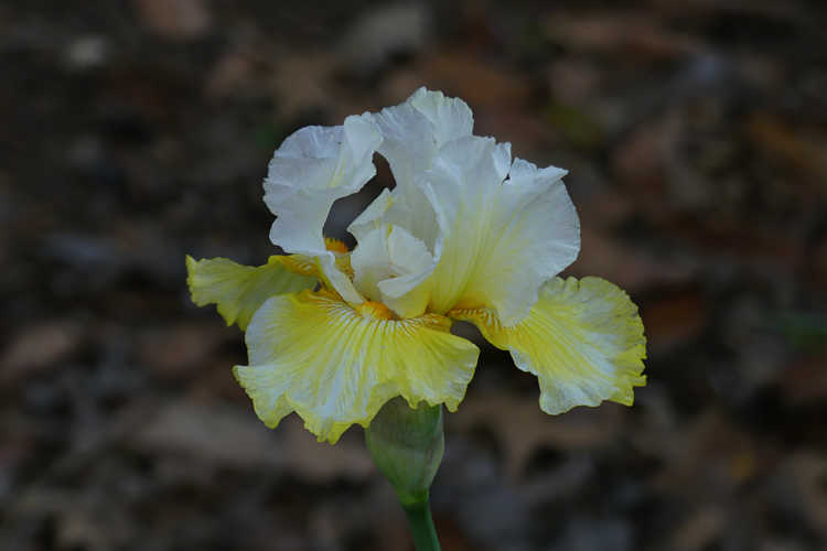 Iris 'Melted Butter' (tall bearded iris)