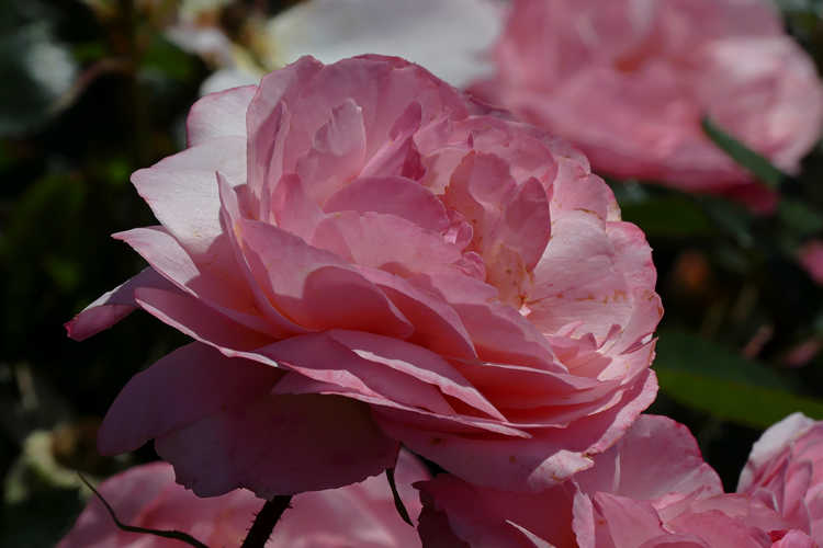 Rosa 'BAIypso' (Easy Elegance Calypso compact shrub rose)