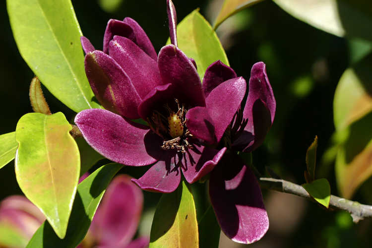 Magnolia figo var. crassipes 'Purple Queen' (purple-flowered banana shrub)