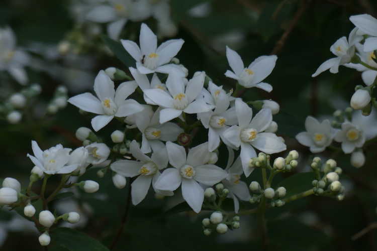 Deutzia setchuenensis var. corymbiflora (Sichuan deutzia)