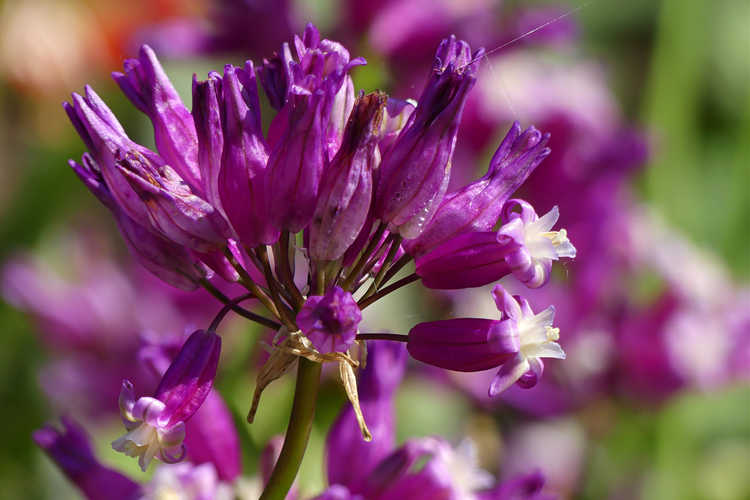 Dichelostemma congestum 'Pink Diamond' (fork-toothed ookow)