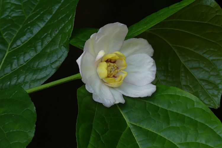 Calycanthus chinensis (Chinese wax plant)