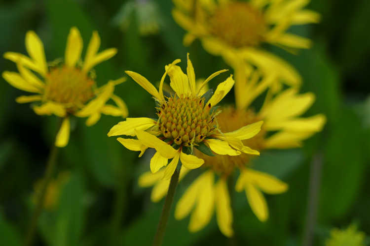 Gaillardia aestivalis 'Glitz 'n Glamour' (yellow lanceleaf blanketflower)