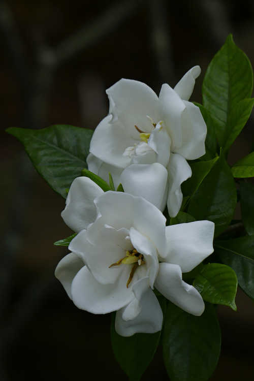 Gardenia jasminoides 'Chuck Hayes' (Cape jasmine)