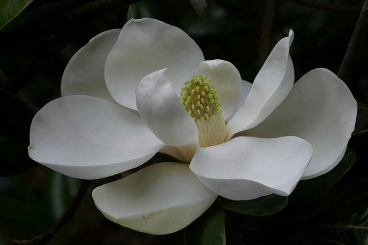 Magnolia grandiflora 'Ferruginea' (Southern magnolia)