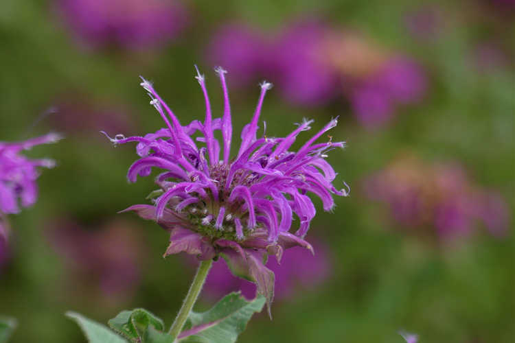Monarda 'Violet Queen' (hybrid bee balm)