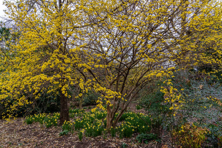 Cornus officinalis 'Spring Glow' (cornelian cherry) and Narcissus 'February Gold' (cyclamineus daffodil)