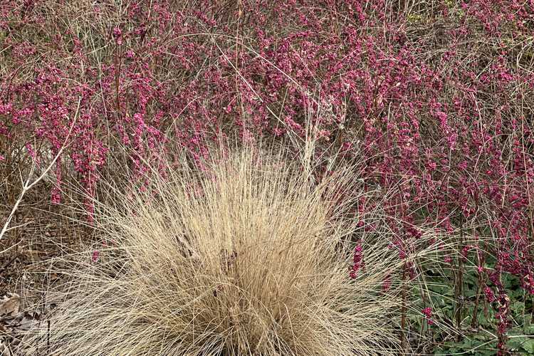 Muhlenbergia capillaris (muhly grass) and Symphoricarpos ×doorenbosii 'Pink Magic' (Doorenbos coralberry)