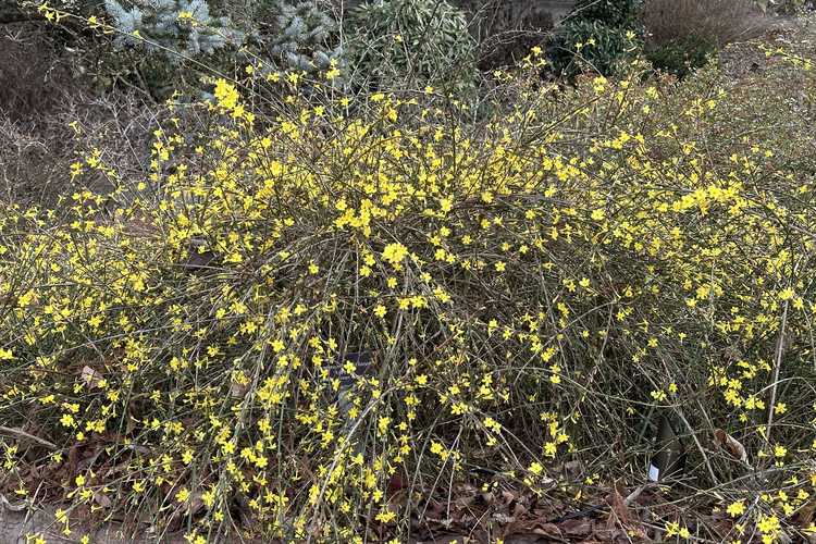 Jasminum nudiflorum 'Aureum' (golden winter jasmine)