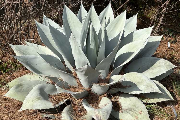 Agave ovatifolia 'Frosty Blue' (whale's tongue agave)