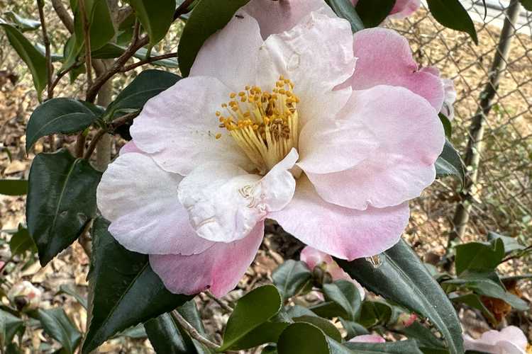 Camellia ×vernalis 'Egao Pink Halo' (vernal camellia)
