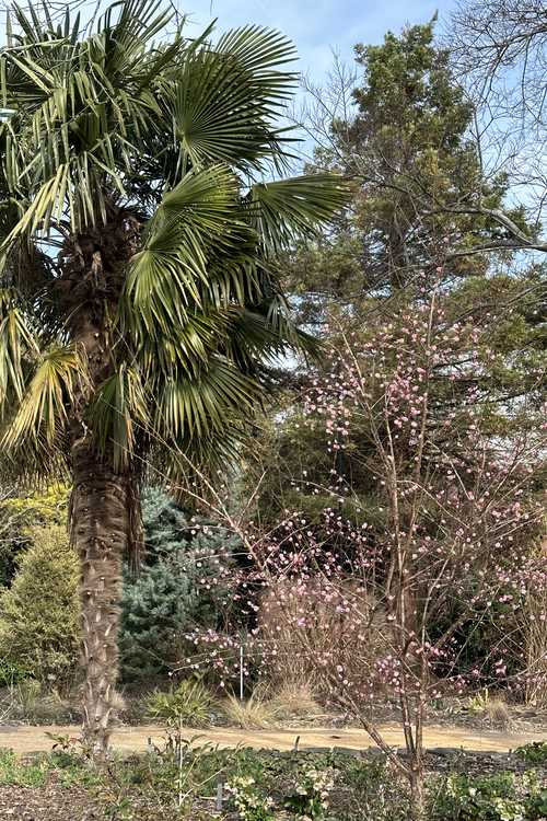 Prunus mume 'Yuh-Hwa' (flowering apricot) and Trachycarpus fortunei 'Taylor's Hardy' (windmill palm)