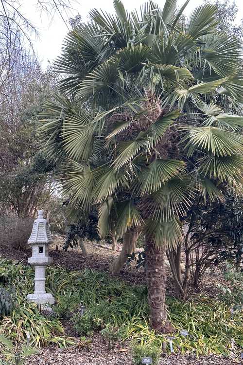 Trachycarpus fortunei 'Wagnerianus' (windmill palm)