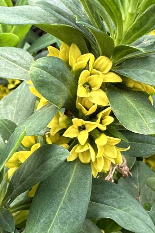 Daphne pseudomezereum (yellow daphne)