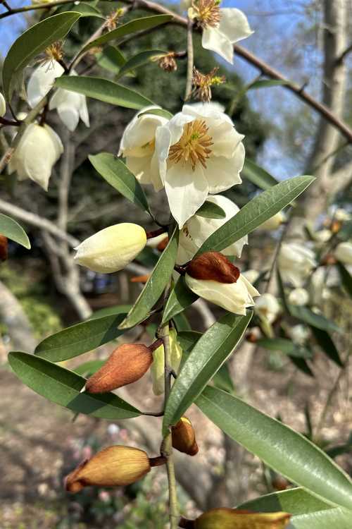 Magnolia amabilis (shrubby michelia)
