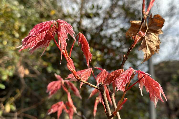 Acer skutchii 'Tequila Sunrise' (Mexican mountain sugar maple)