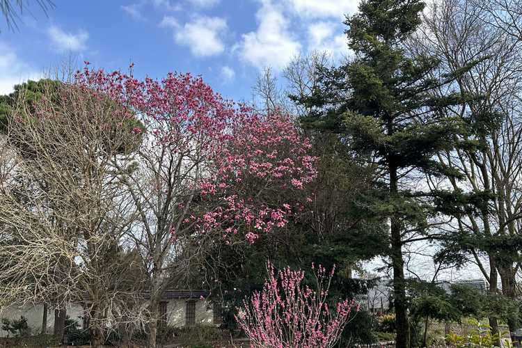 Cercis chinensis 'Shibamichi Red' (red Chinese redbud) and Magnolia 'Spectrum' (U.S. National Arboretum hybrid magnolia)