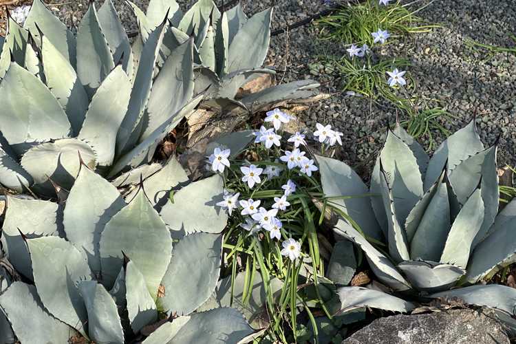 Agave parryi var. huachucensis (Huachuca century plant) and Ipheion uniflorum 'White Star' (spring star flower)