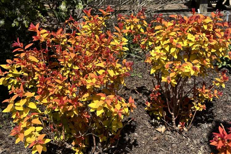Spiraea japonica 'NCSX1' (Double Play Candy Corn Japanese spirea)