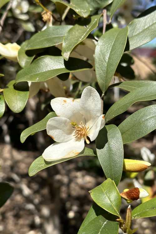 Magnolia laevifolia 'Michelle' (shrubby michelia)
