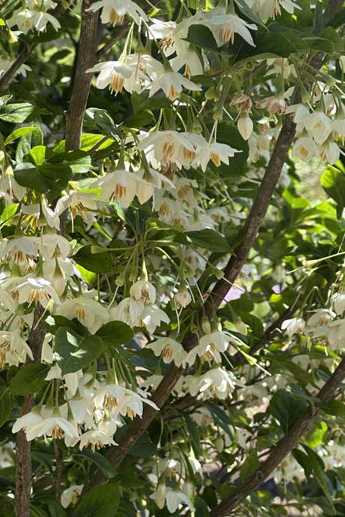 Styrax japonicus 'Spring Showers' (Japanese snowbell)