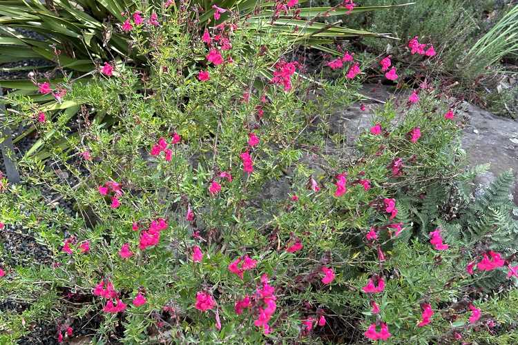 Salvia greggii 'Diane' (autumn sage)