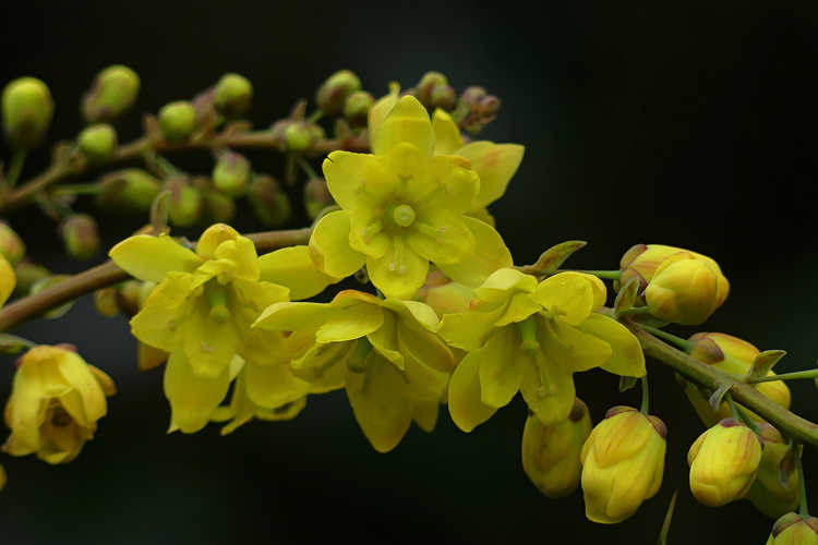 Mahonia ×lindsayae 'Cantab' (fragrant mahonia)