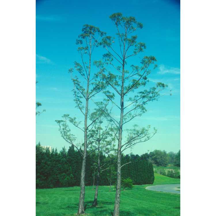 Glyptostrobus pensilis - Chinese swamp cypress
