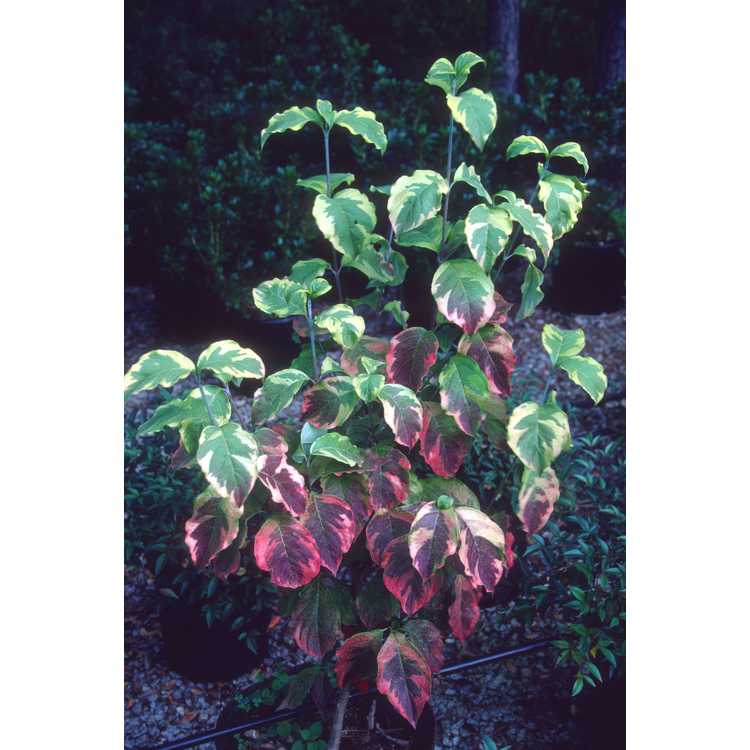 Cornus florida - flowering dogwood