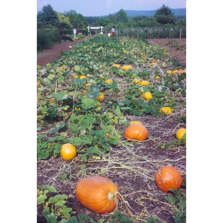 field  pumpkin