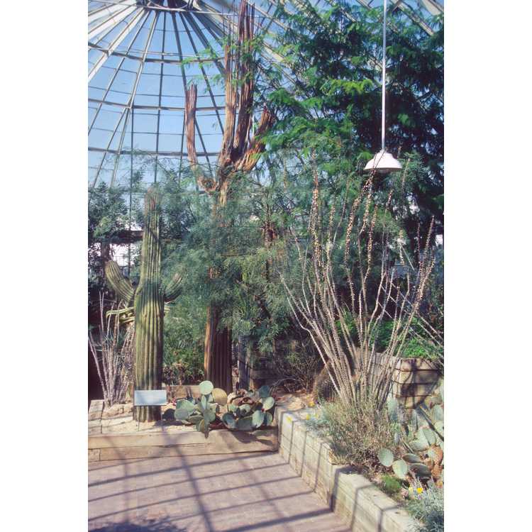 New York Botanical Garden, the Bronx