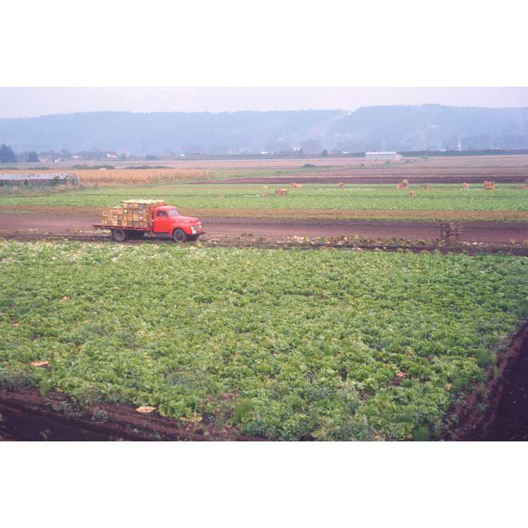 commercial vegetable fields