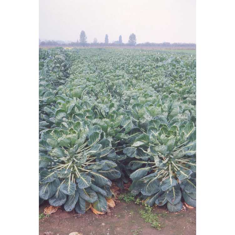 commercial vegetable fields