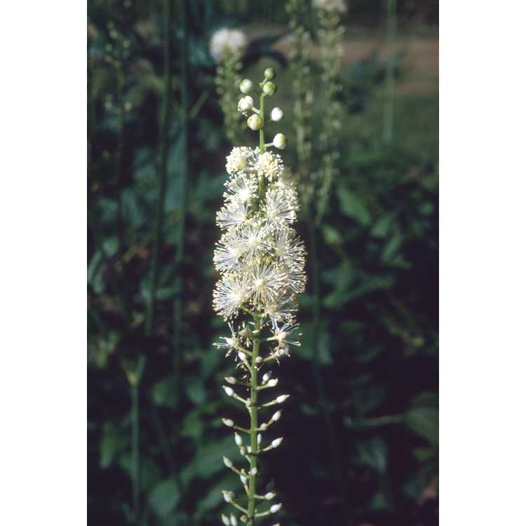 Actaea racemosa - black cohosh