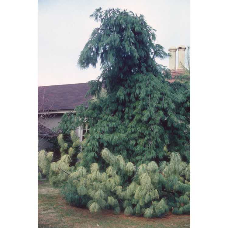 <em>Pinus wallichiana</em> 'Zebrina'