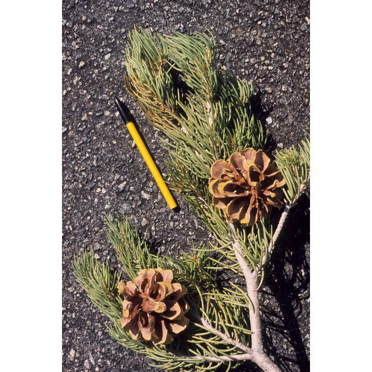 <em>Pinus longaeva</em>