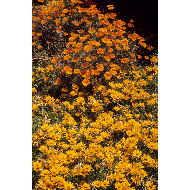 <em>Eschscholzia californica</em>