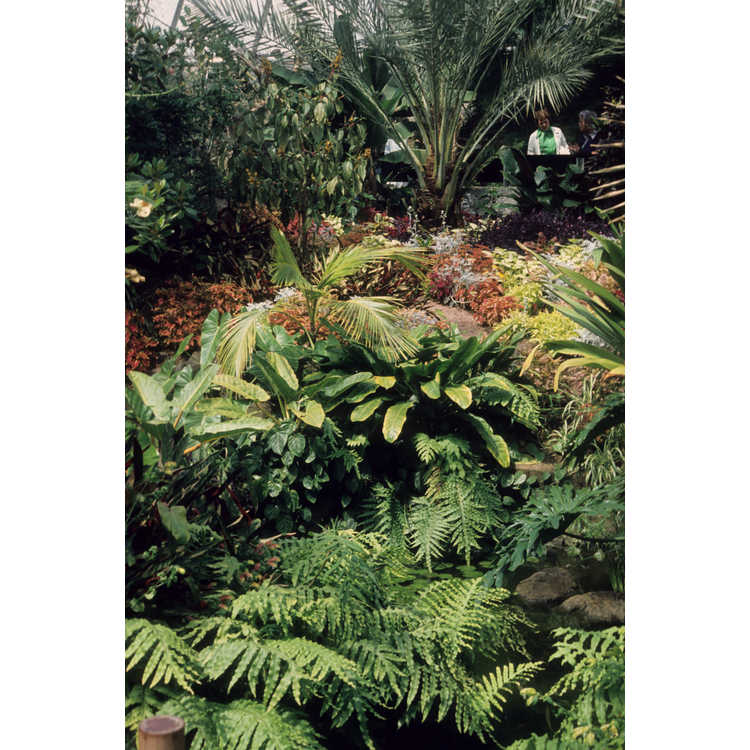 Queen Elizabeth Park, Bloedel Floral Conservatory