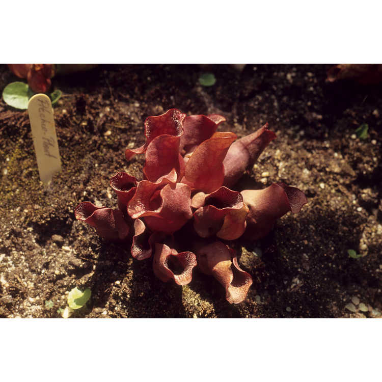 <em>Sarracenia purpurea</em>