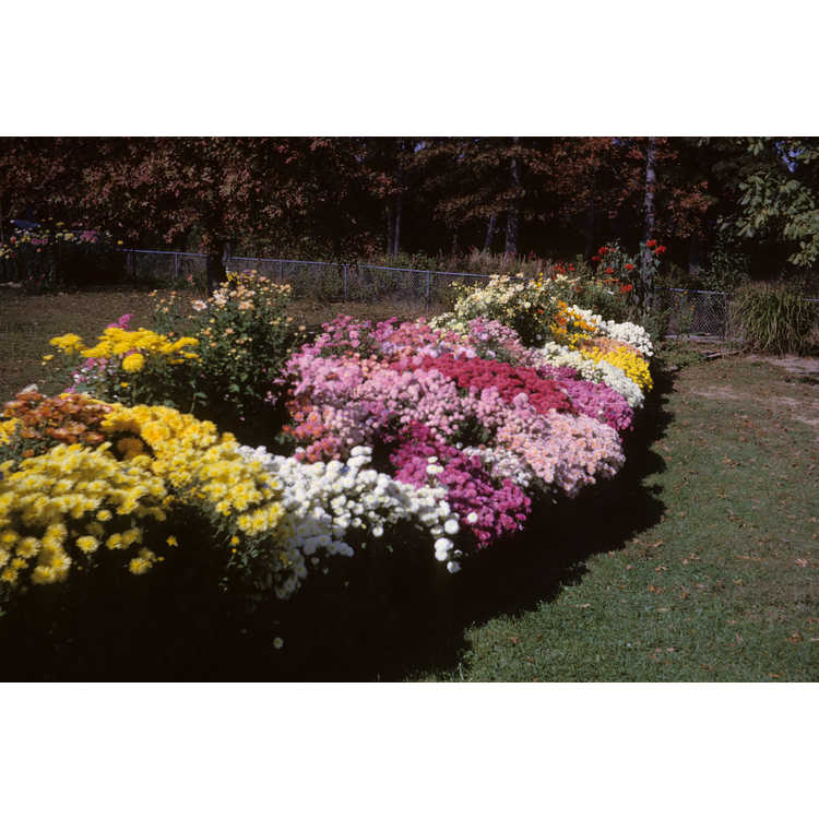 <em>Chrysanthemum</em> ×<em>grandiflorum</em>