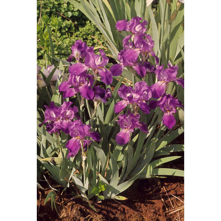 Iris sibirica - Siberian iris