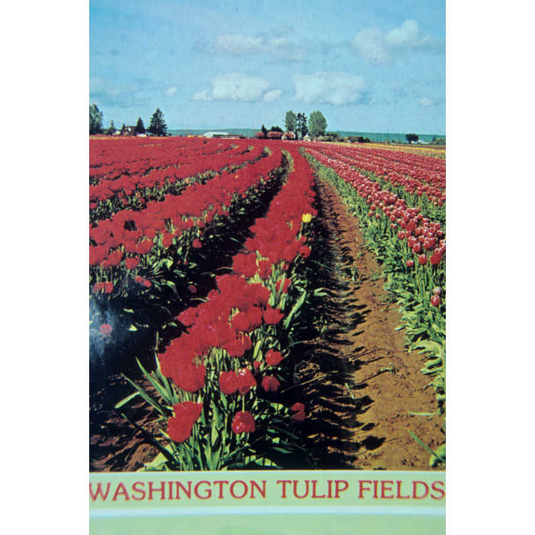 <em>Tulipa</em>