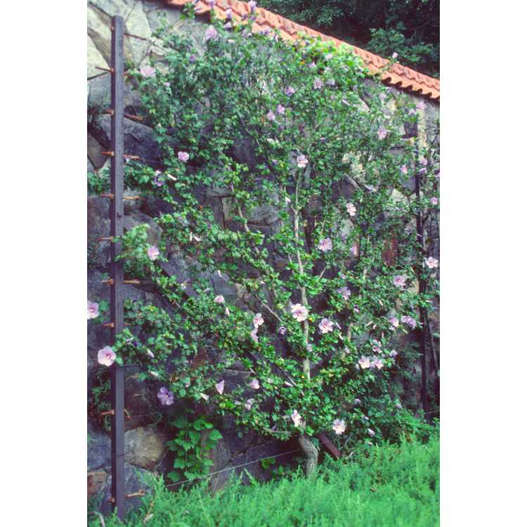 Hibiscus syriacus - rose-of-Sharon
