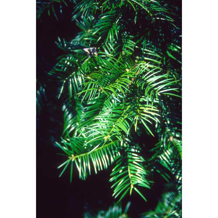 Torreya taxifolia - Florida torreya