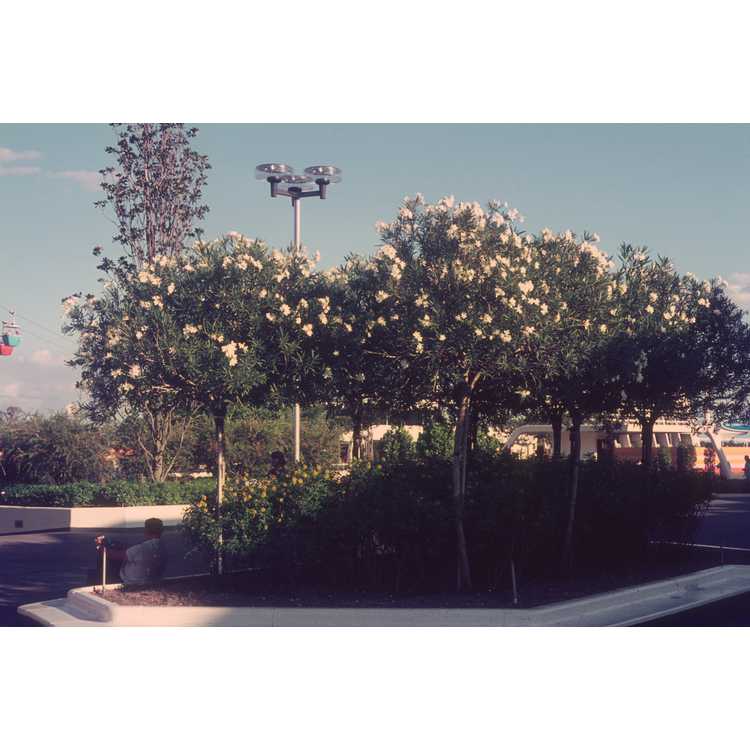 Nerium oleander - hardy oleander