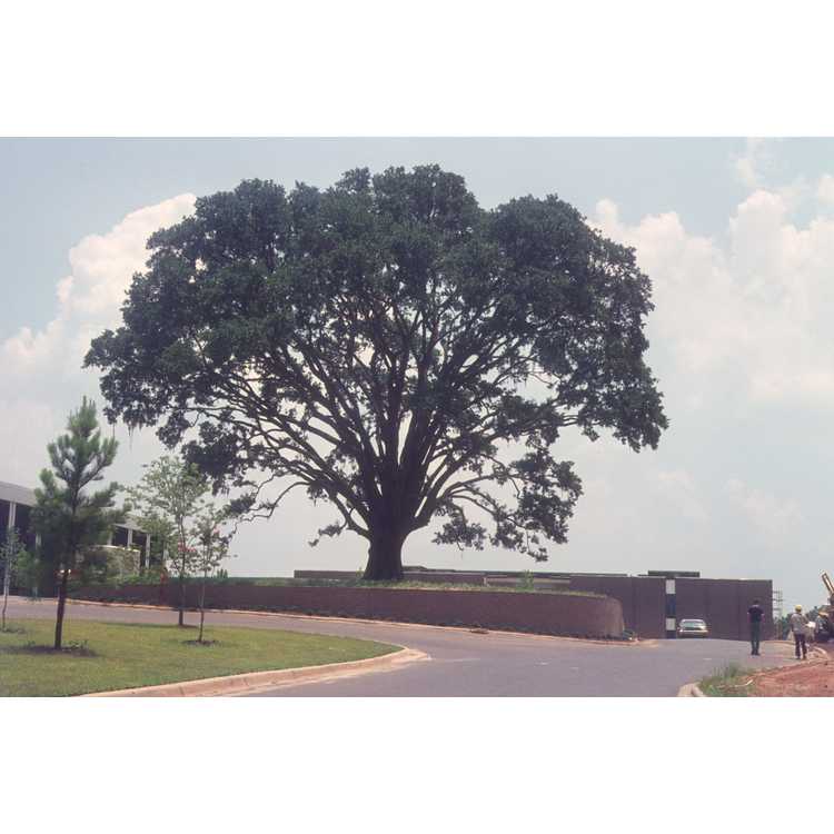 Quercus virginiana - live oak