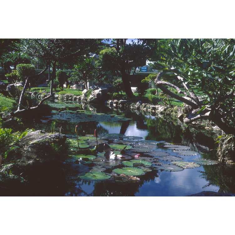 Miami Japanese Garden